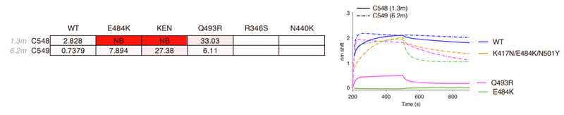中和抗体の親和性成熟 図S1B-3
