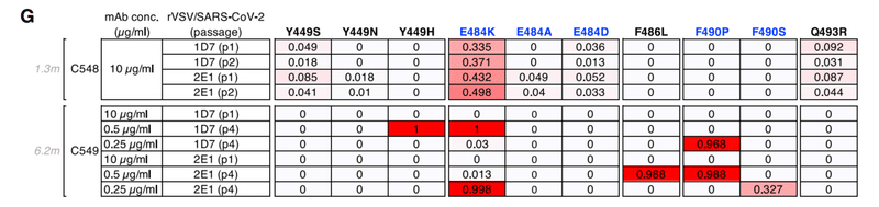 中和抗体の親和性成熟 図1G