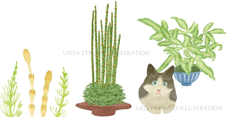 シダ植物 Etsu Note
