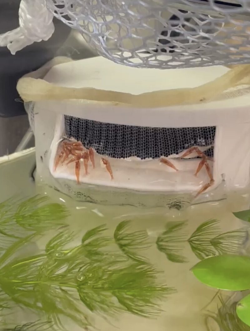 シュリンプ騒動 奇跡が起こった話 日暮鮎 Note