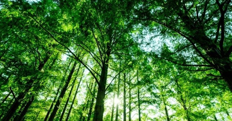 【本紹介】多種共存の森　1000年続く森と林業の恵み / 清和研二