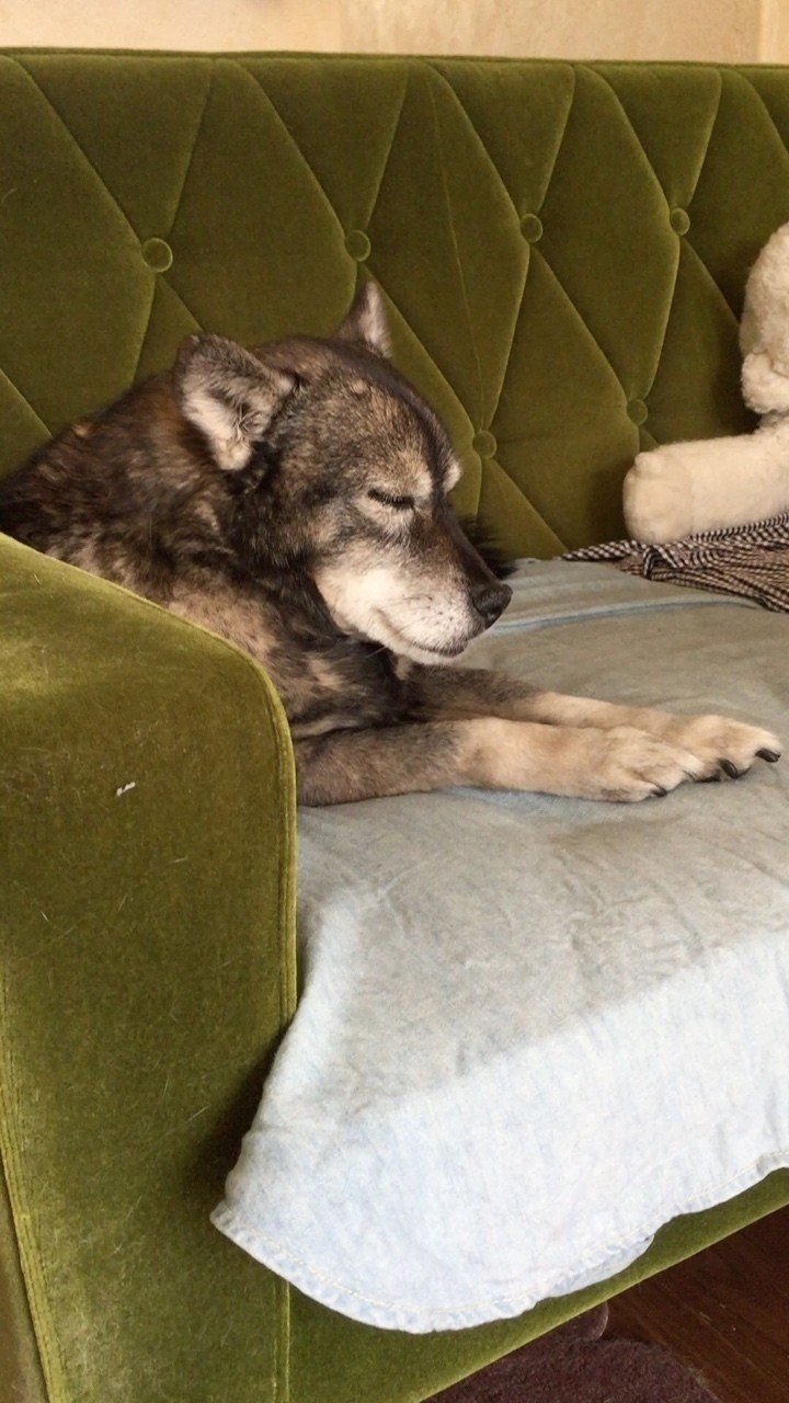 老犬クワ 気管支炎になる はぶねこ今日の1枚 おきたなお Note