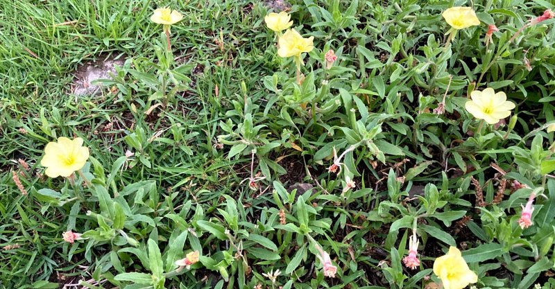 21年8月2日 3日 英語の受信力と発信力 あぎる Agiru Note