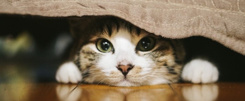 布団から覗き込む猫