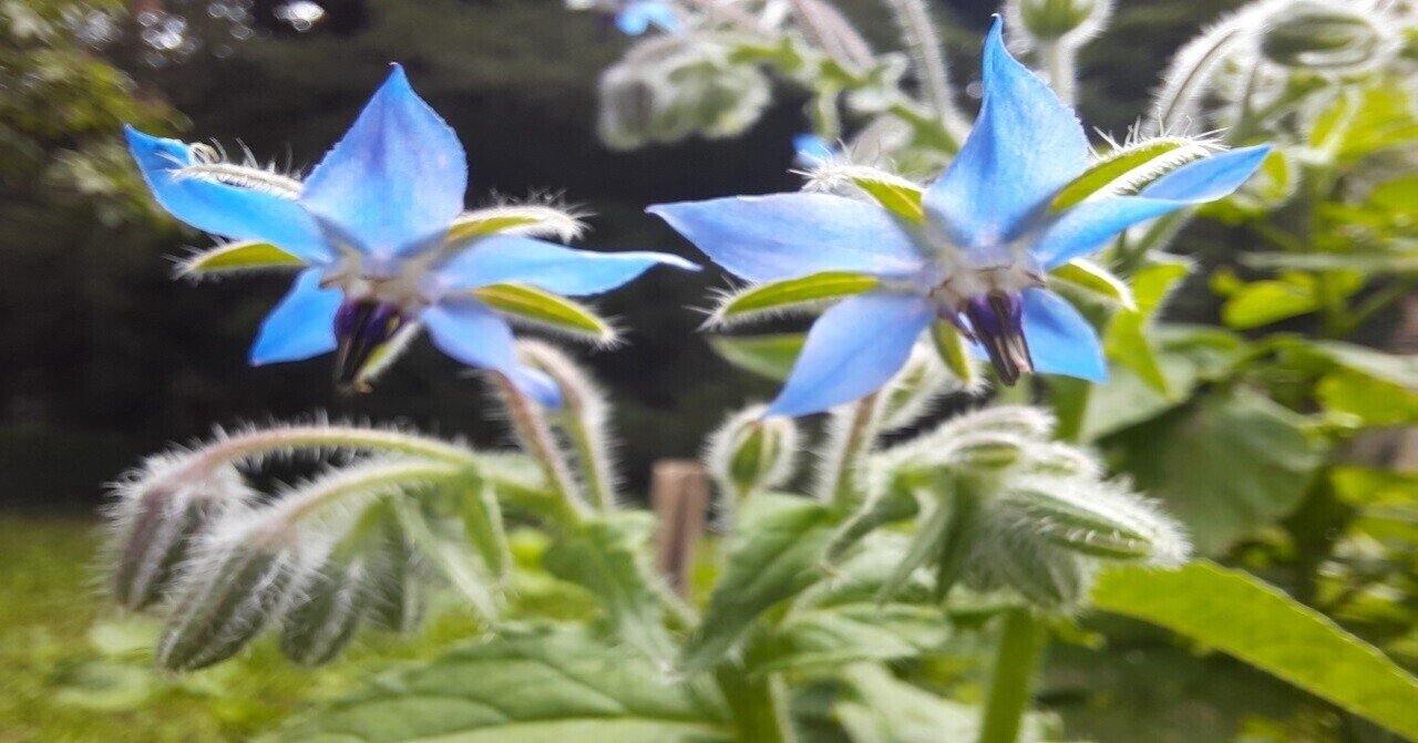 青いエディブルフラワーは昆布みたいな味がした あとりえ あっしゅ Atelier H Note 青いエディブルフラワーは昆布みたいな味がした あとりえ あっしゅ Atelier H Note