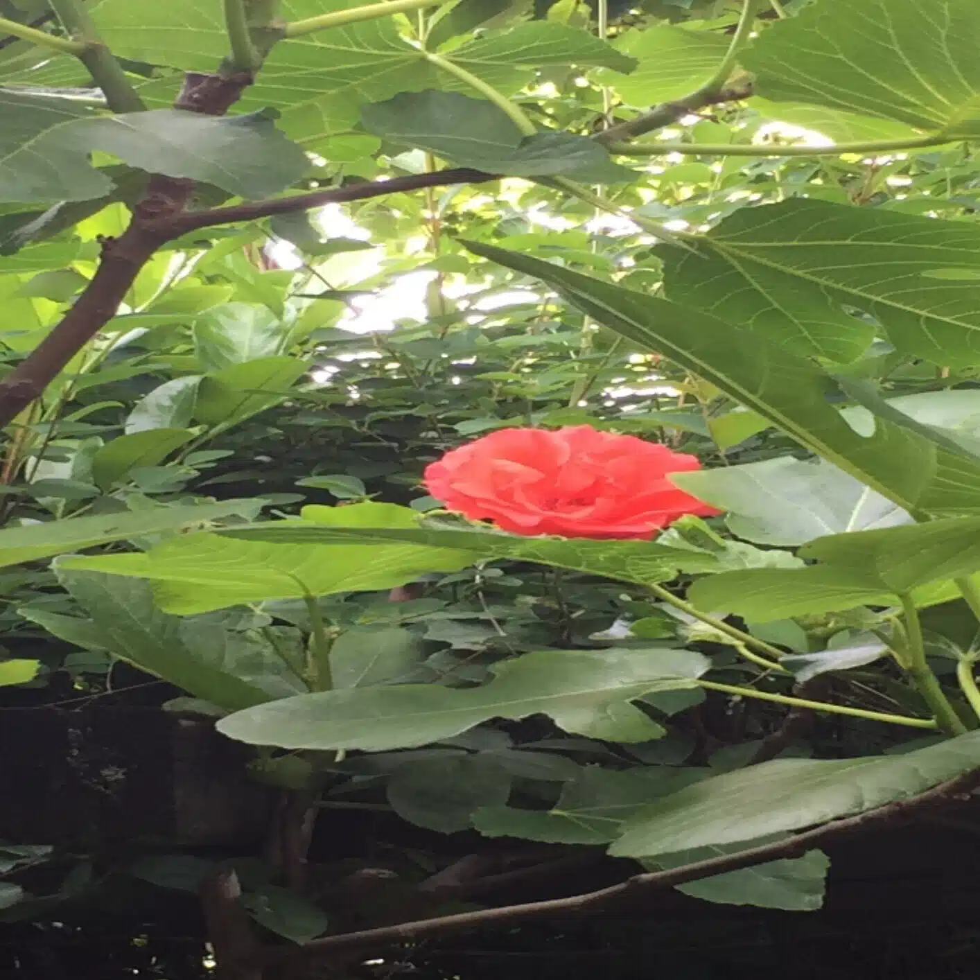 ゴール花