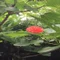 ゴール花