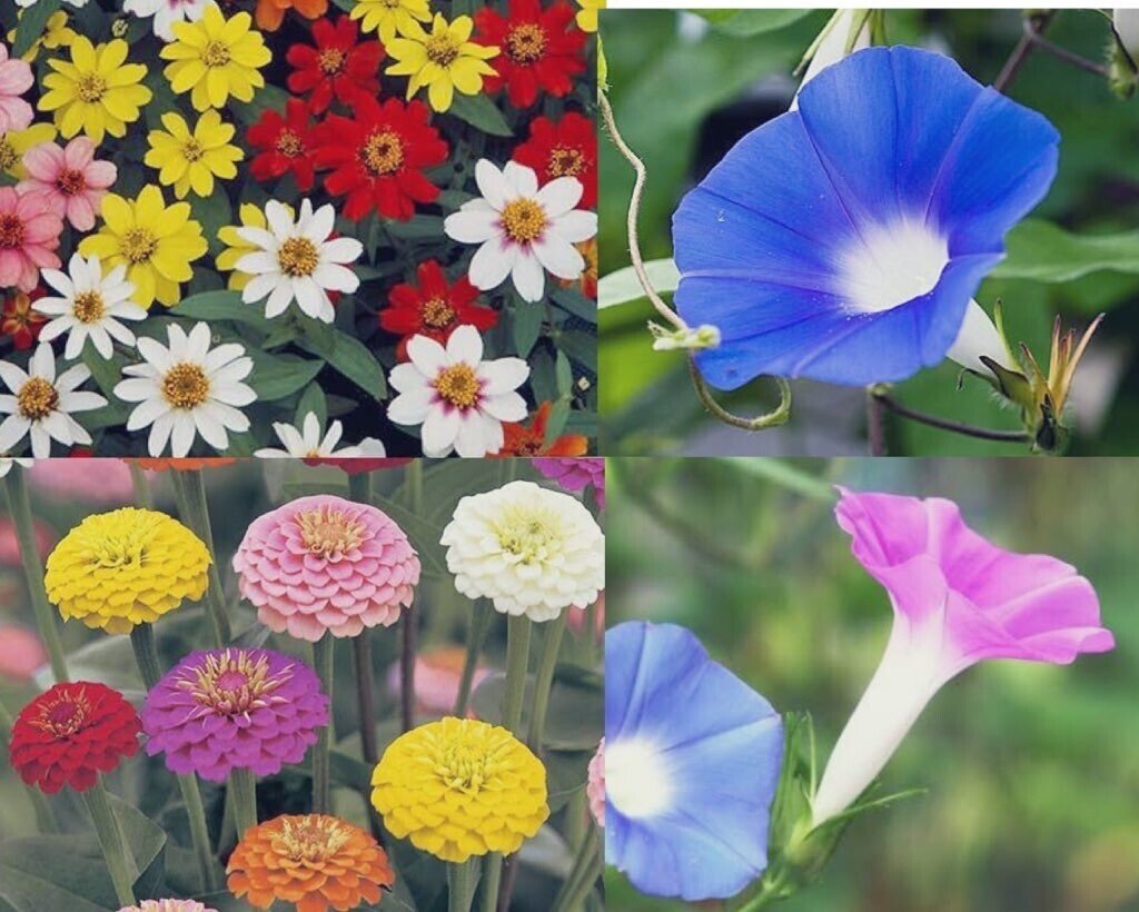 今日の花 21 8 6 ジニア 花言葉 不在の友を思う 注意を怠るな 恋愛は恋愛によって始まる 従っていかに強い友情からも弱い恋にしか移行できない アサガオ 花言葉 はかない恋 固い絆 愛情 恋 だー Note