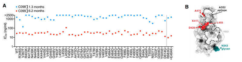 中和抗体の親和性成熟 図2AB