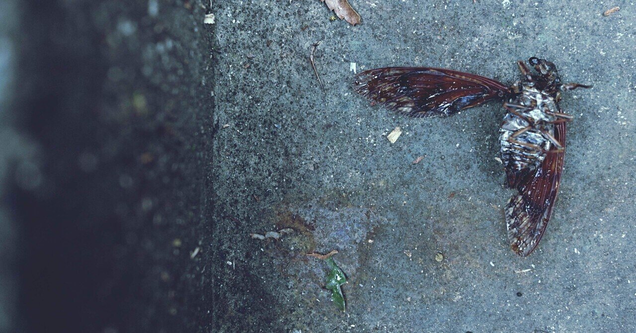 アスファルトと同化するセミ｜のののすけ