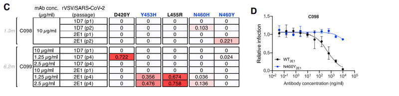 中和抗体の親和性成熟 図2CD