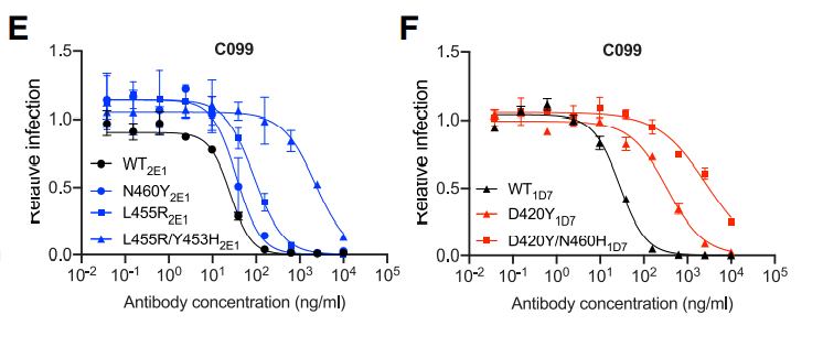 中和抗体の親和性成熟 図2EF