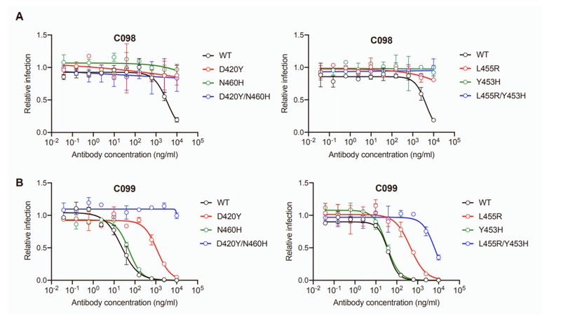 中和抗体の親和性成熟 図S4