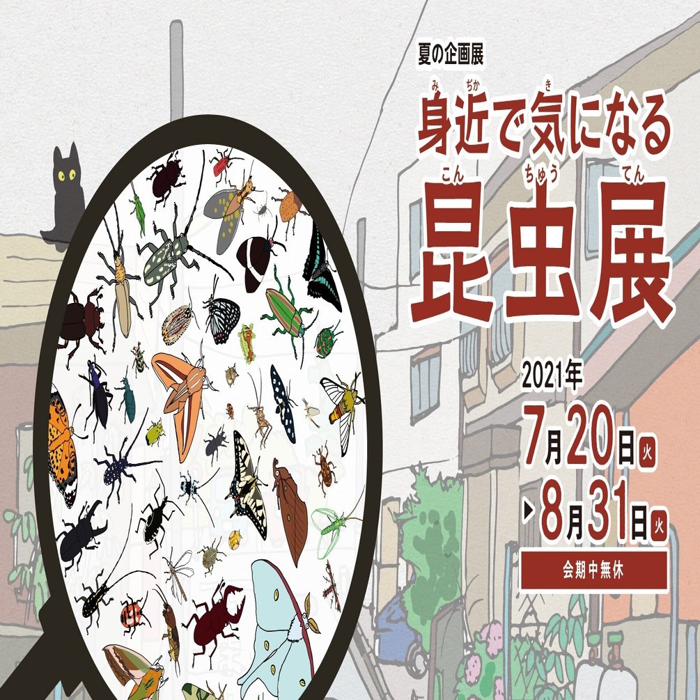 オンライン版 身近で気になる昆虫展 前編 身近で気になる昆虫ランキング Best 50 浜松科学館 みらいーら