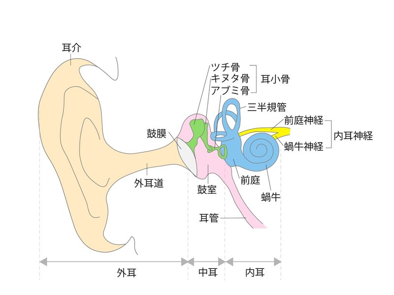 正しい姿勢は 前庭 を正しく機能させるところから B Stoicで行っている評価方法を大公開 前庭編 B Stoic Note