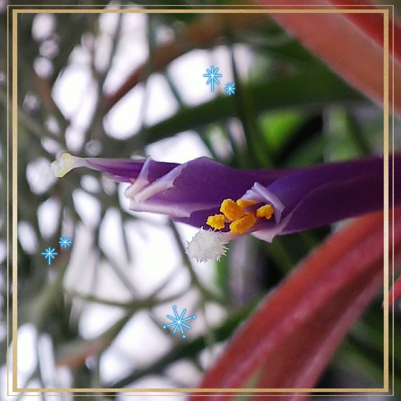 植物徒然 21チランジア開花まとめ 他編 楽水 Note 植物徒然 21チランジア開花まとめ 他編 楽水 Note
