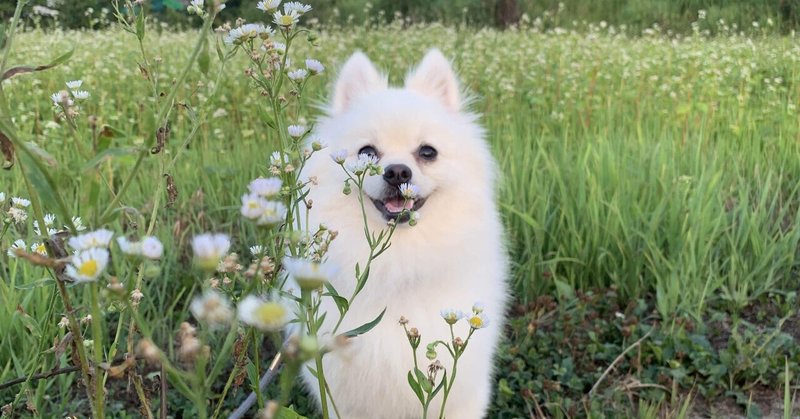 愛犬マルスと過ごす学生最後の夏休み17