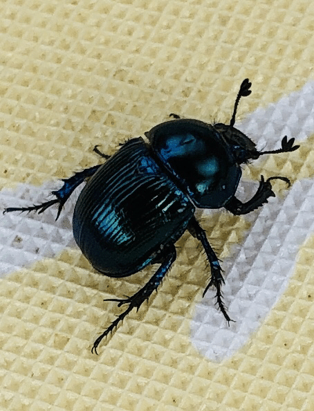 フンコロガシ の新着タグ記事一覧 Note つくる つながる とどける