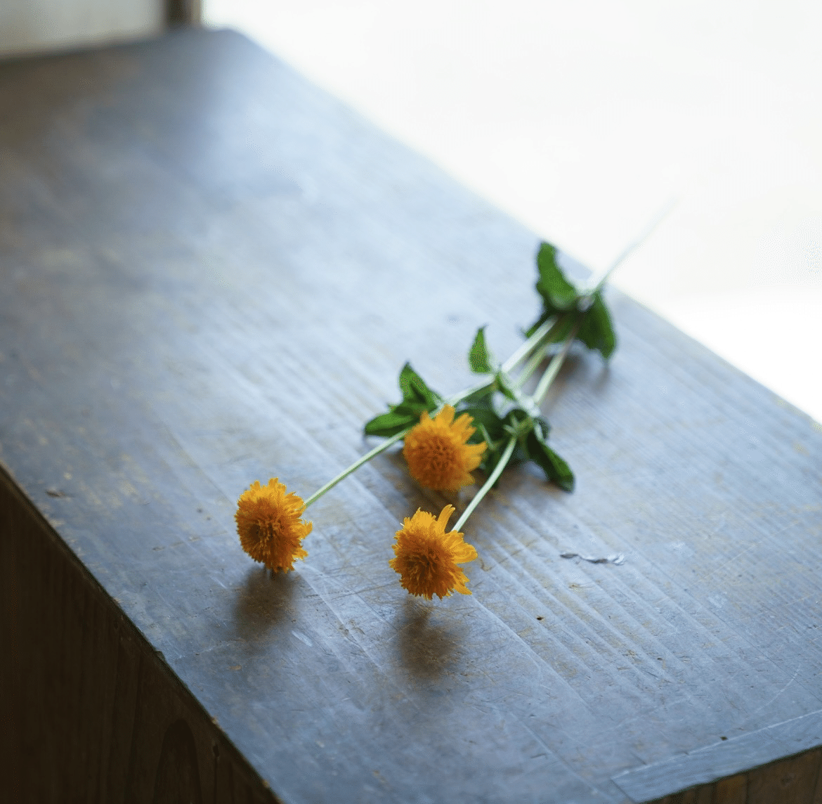 ドライフラワーにしやすいお花の定期便 ８月の紹介 Greenpiece Note