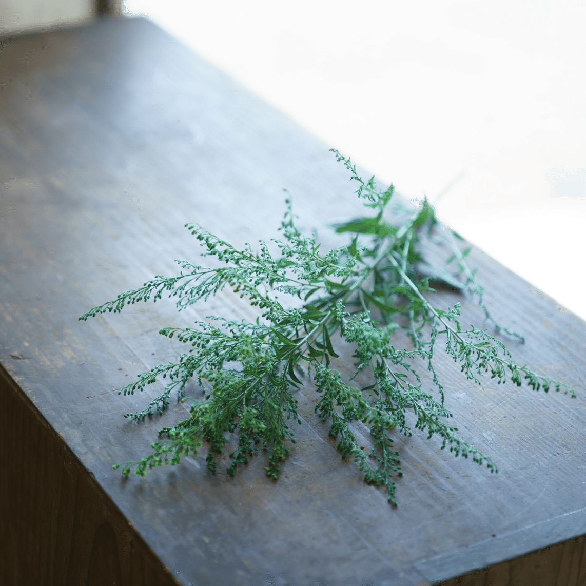 ドライフラワーにしやすいお花の定期便 ８月の紹介 Greenpiece Note