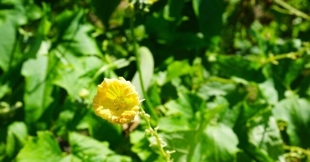 ヘチマの花 ネコのヒゲ Note ヘチマの花 ネコのヒゲ Note