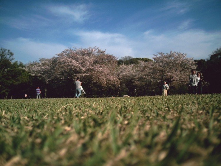 兵庫県明石市の明石公園でトイカメラを使い寝そべって撮影。
桜の散り際であり緑萌ゆるまでの季節。