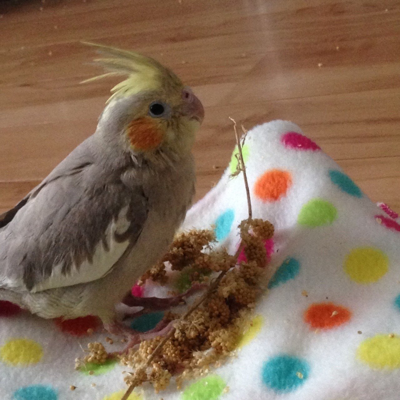 オカメインコの オカメちゃん ウリムとトムミム Note