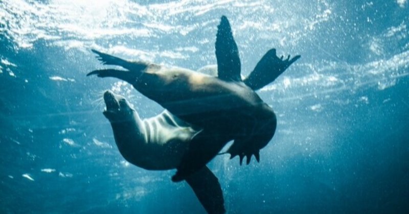 海の生き物 の新着タグ記事一覧 Note つくる つながる とどける