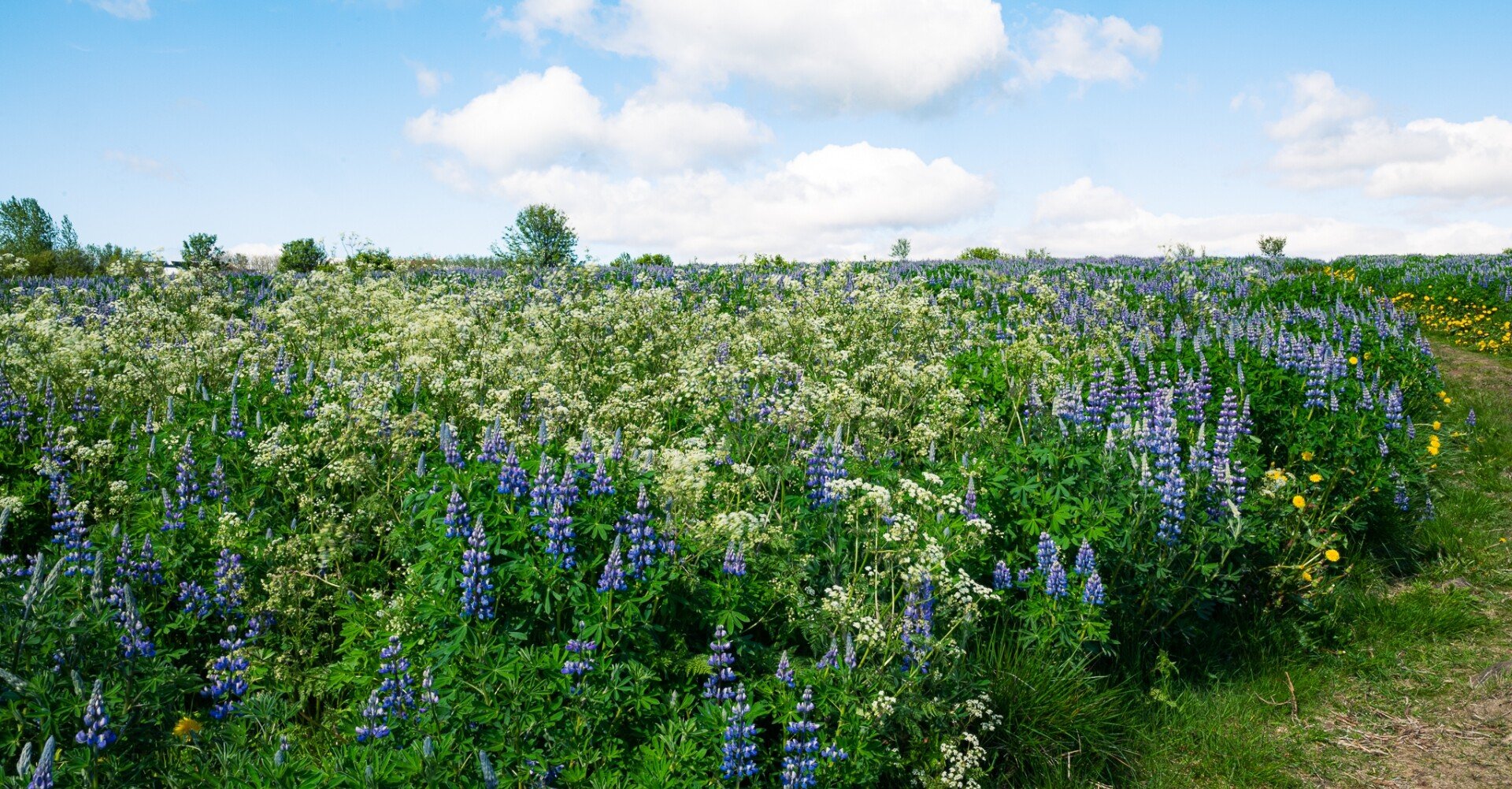 アイスランドから見る風景：vol.2 夏の嫌われもの｜Junedis