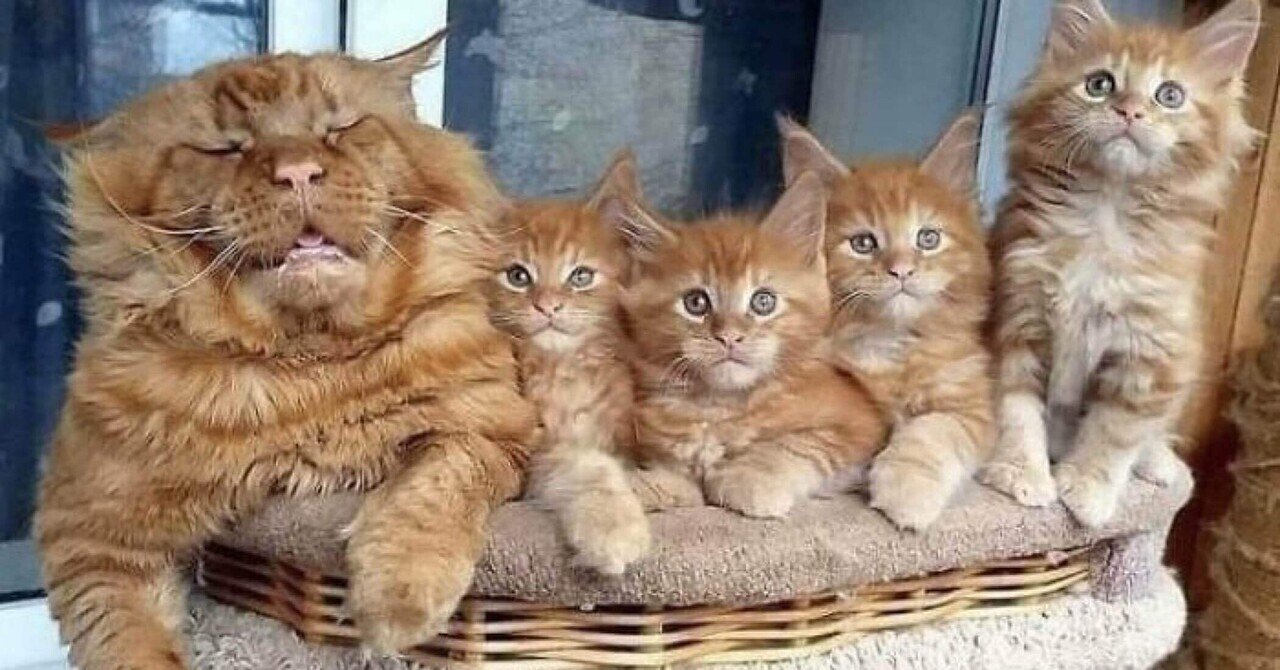 あなたを笑顔にする猫 1 ノリノリ Note あなたを笑顔にする猫 1 ノリノリ Note