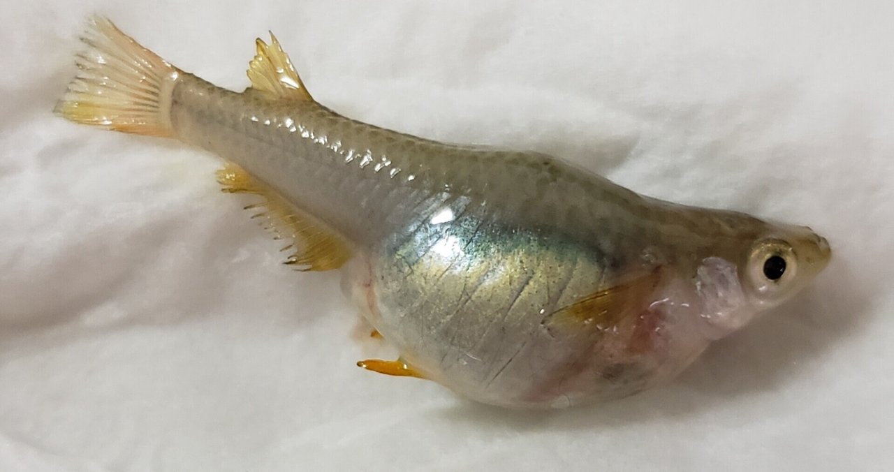 メダカ病気 の新着タグ記事一覧 Note つくる つながる とどける