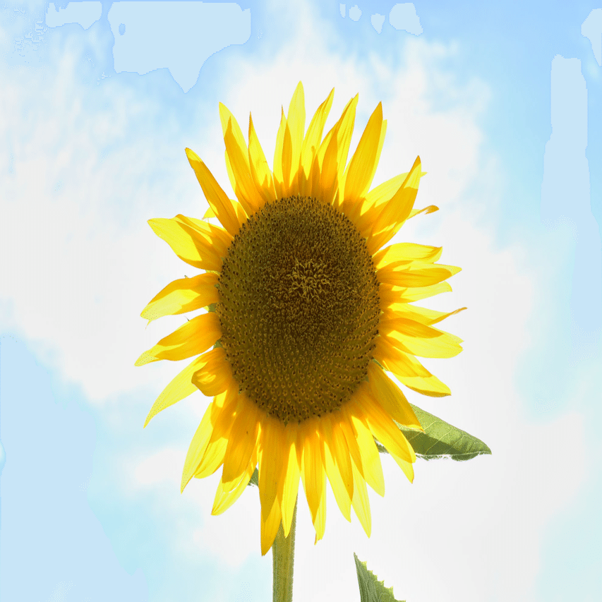 逆光に咲くひまわり Infocus Note