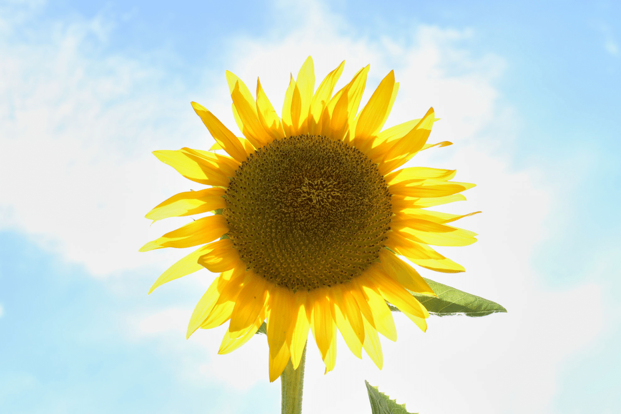 逆光に咲くひまわり Infocus Note 逆光に咲くひまわり Infocus Note