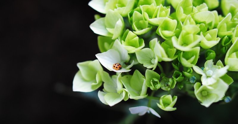 田中圭ファースト作品集『花の周りを飛ぶ虫はいつも』　感想