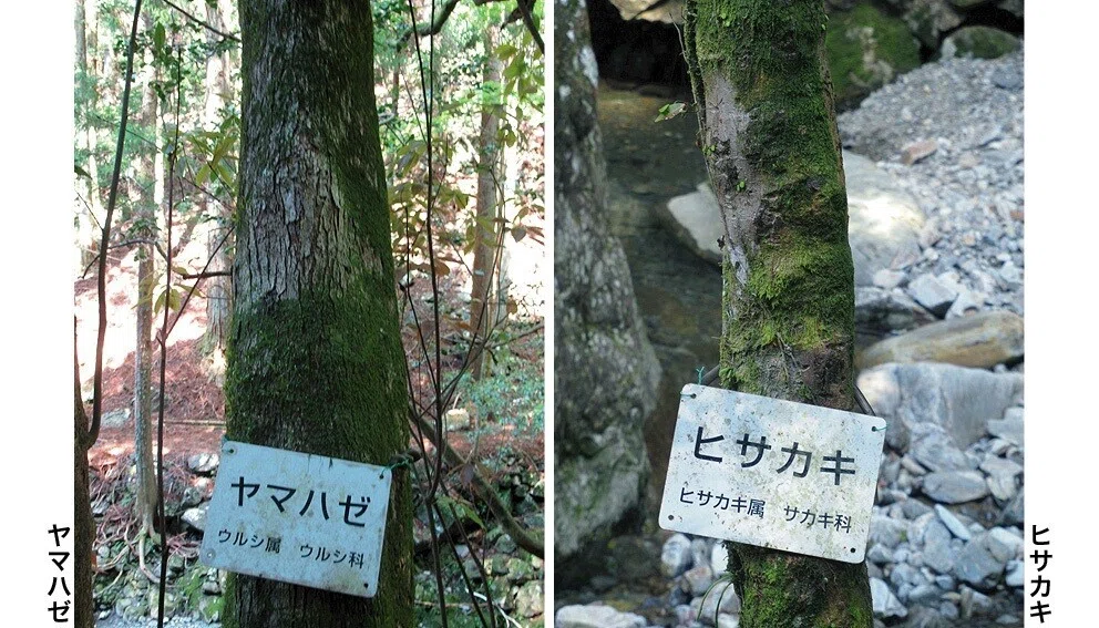 6ヤマハゼヒサカキ