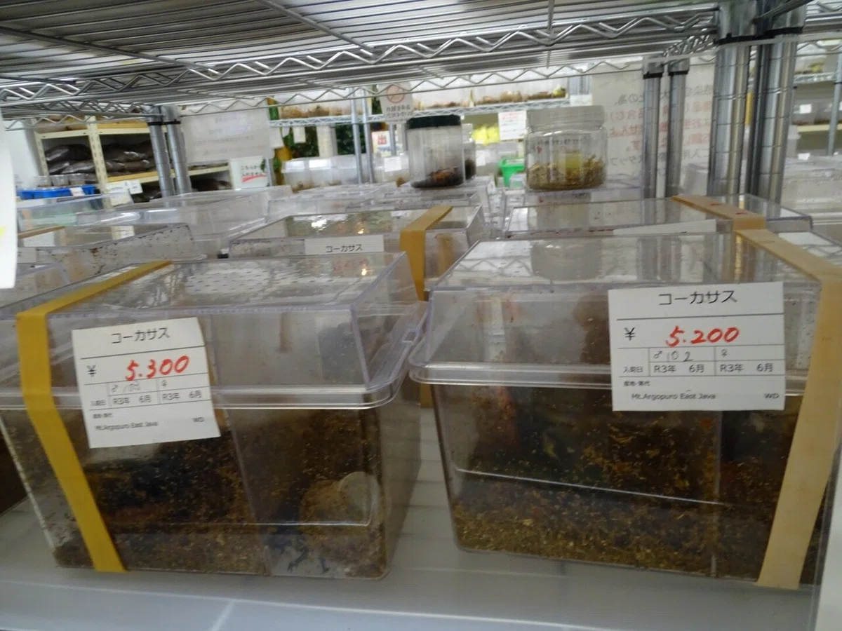 画像14