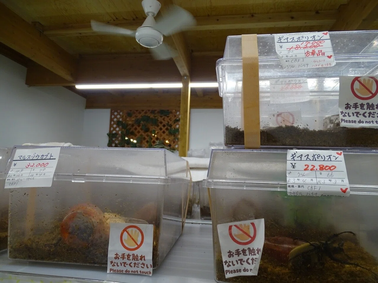 画像13