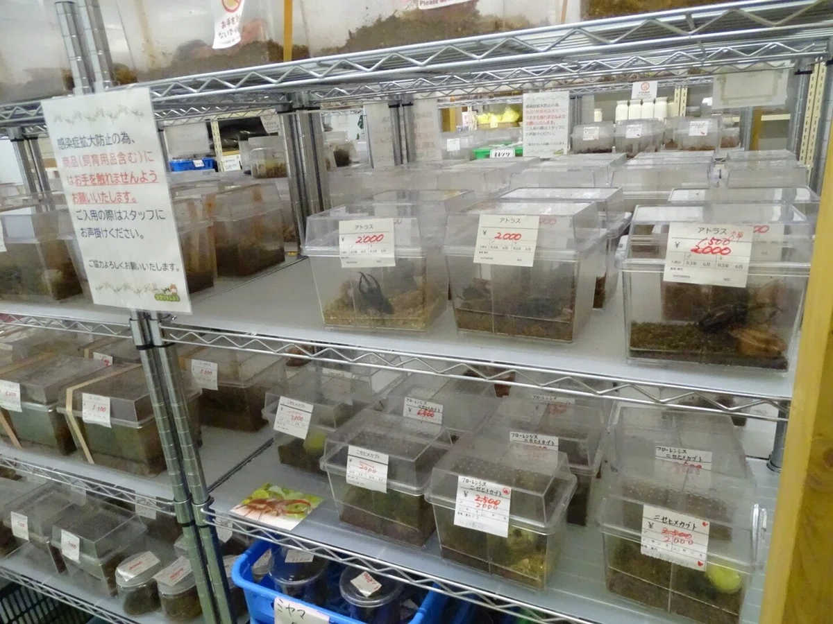 画像5