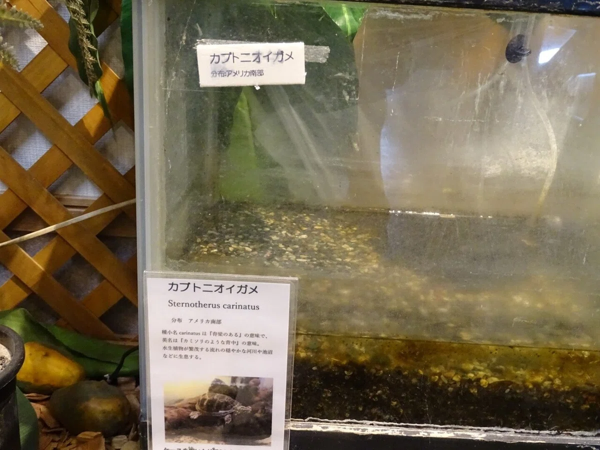 画像31