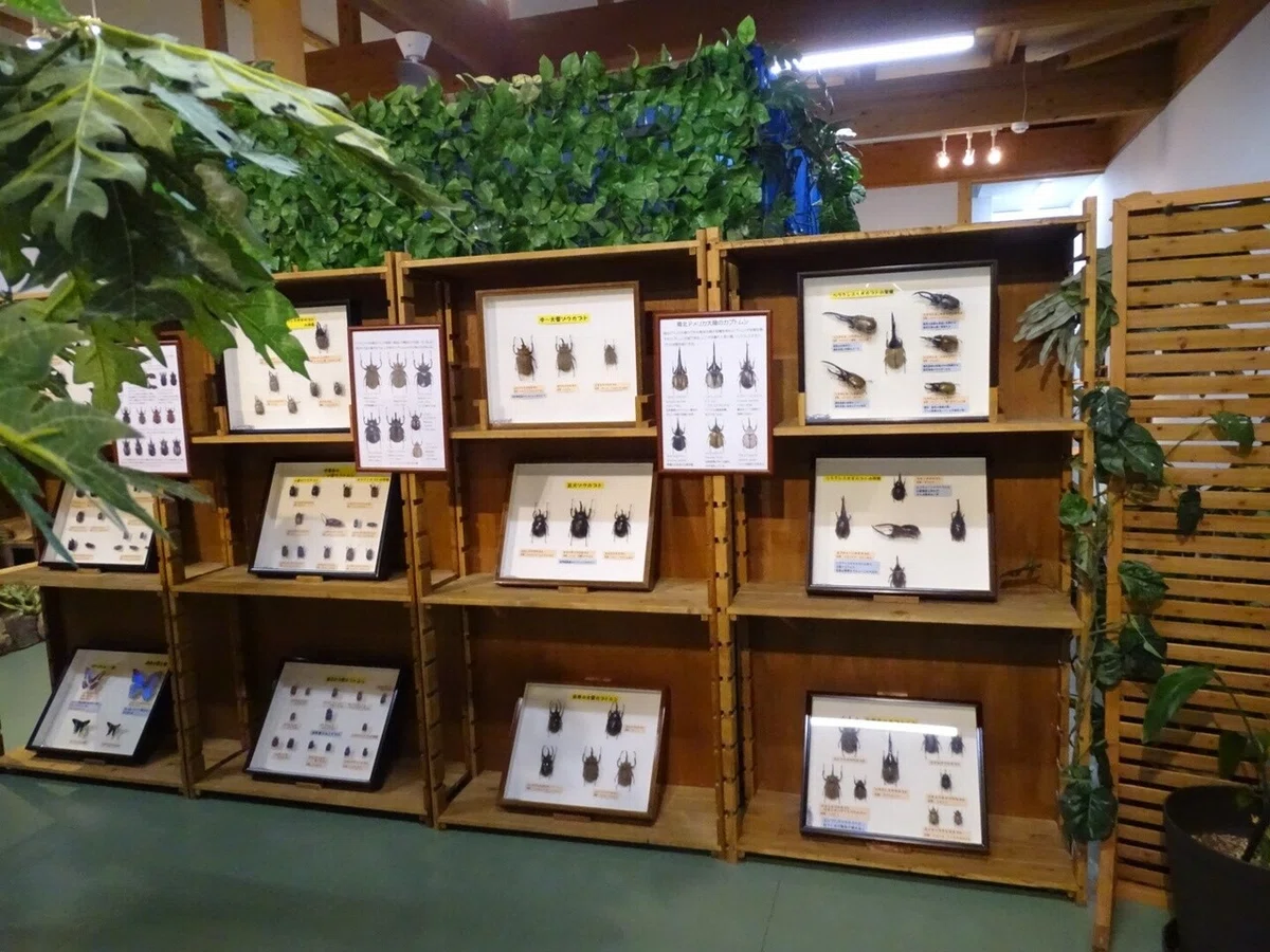 画像34