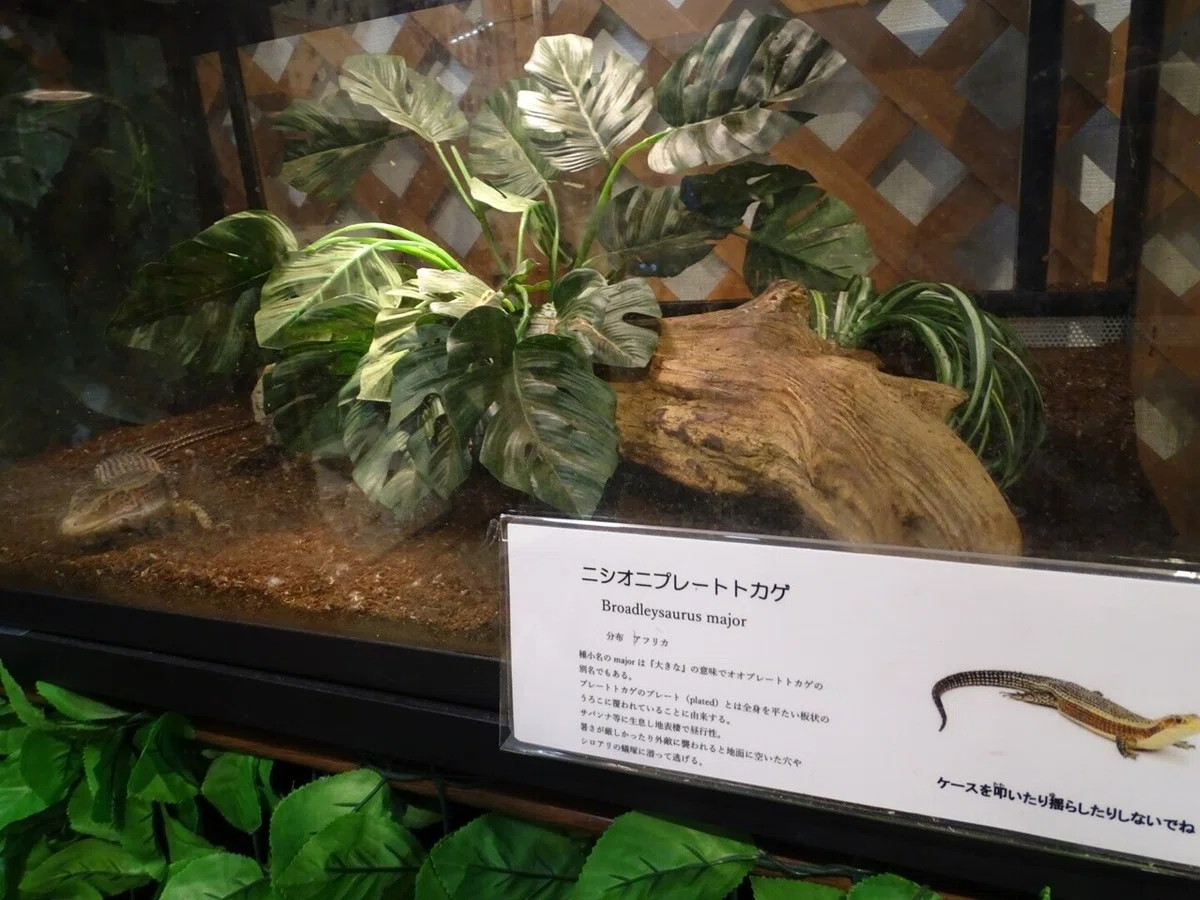 画像38