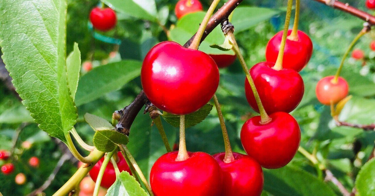 サワーチェリー 旬果放浪記 Yusuke Kokubo Note サワーチェリー 旬果放浪記 Yusuke Kokubo Note