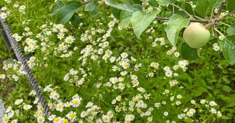 林檎の樹 の新着タグ記事一覧 Note つくる つながる とどける