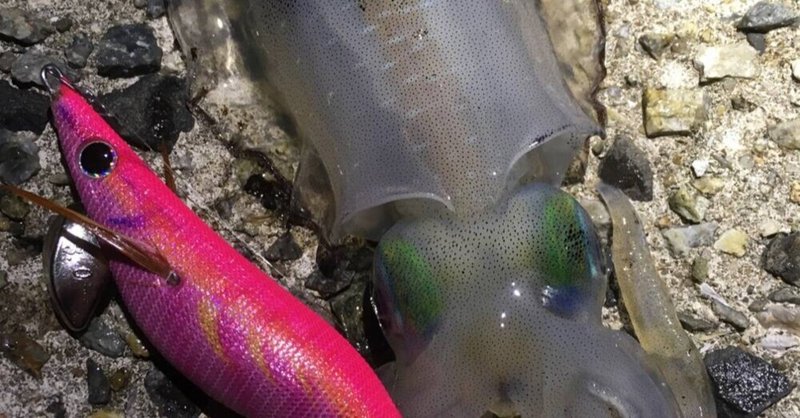 100均の格安エギって釣れるの ダイソーエギ と エギ王q を5つの観点で見比べてみた 釣りガール Note