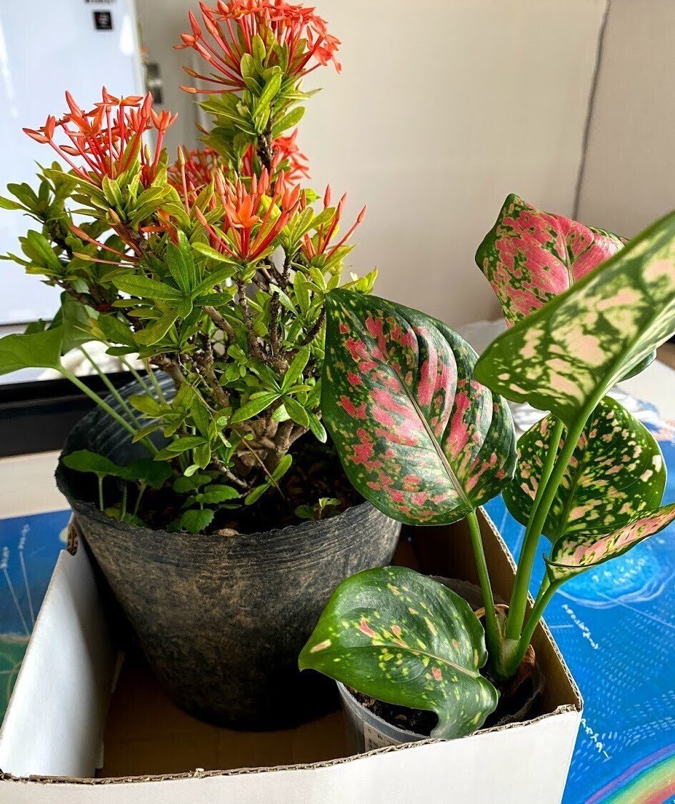 リュウキュウハンゲ 琉球半夏 の花が咲いた 心と体をととのえる ととのえ職人 五木田穣 Note