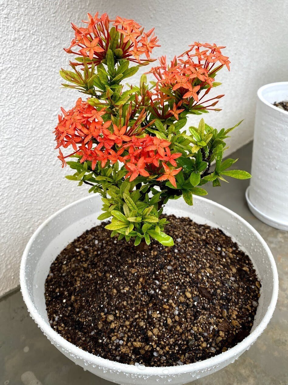 リュウキュウハンゲ 琉球半夏 の花が咲いた 心と体をととのえる ととのえ職人 五木田穣 Note