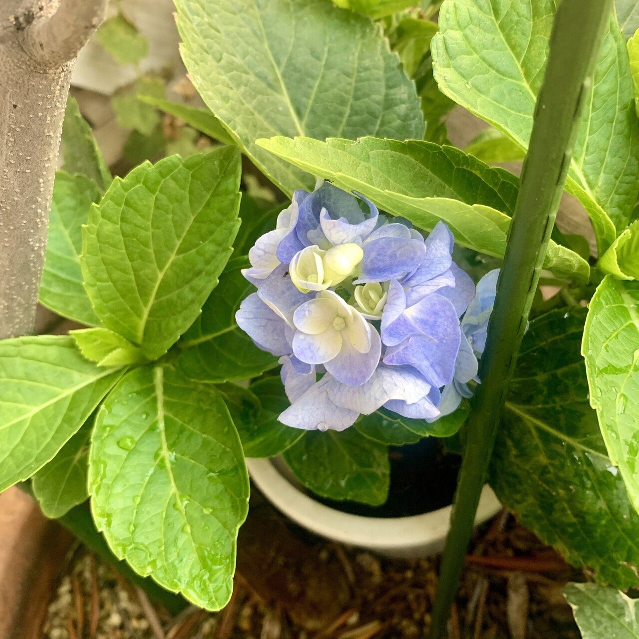 趣味のガーデニング 枯れた紫陽花が開花 終わった花を適当にバサっと切って放置 植物の生命力に感動 上村 雄 Note 趣味のガーデニング 枯れた紫陽花が開花 終わった花を適当にバサっと切って放置 植物の生命力に感動 上村 雄 Note