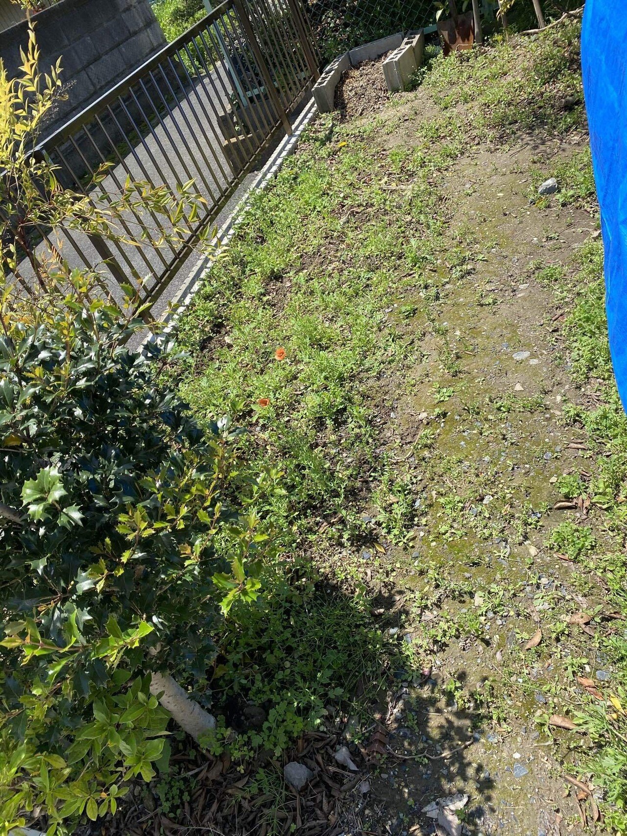 ゼロから始める自然栽培で家庭菜園①庭の雑草の観察|タナカジ ゼロから始める自然栽培で家庭菜園①庭の雑草の観察|タナカジ