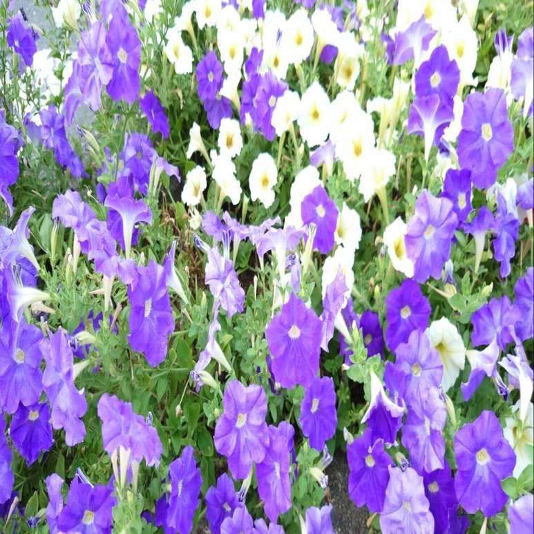 Amazonプライム ビデオで映画 インクハート 魔法の声 を観る サイバーコネクトツー Note