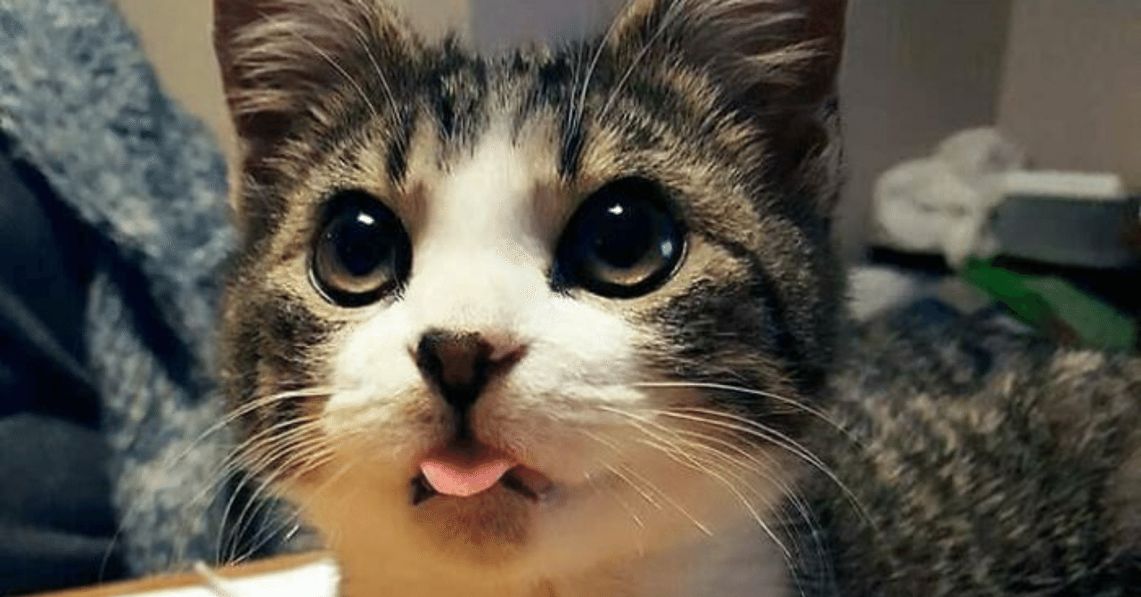 あなたを笑顔にする猫 2 ノリノリ Note あなたを笑顔にする猫 2 ノリノリ Note